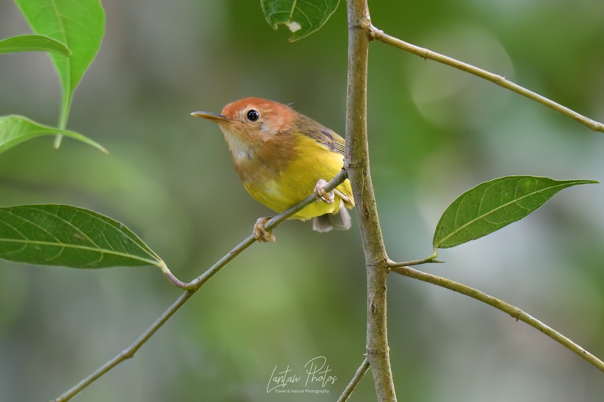 Rufous-headed Tailorbird - ML615662871