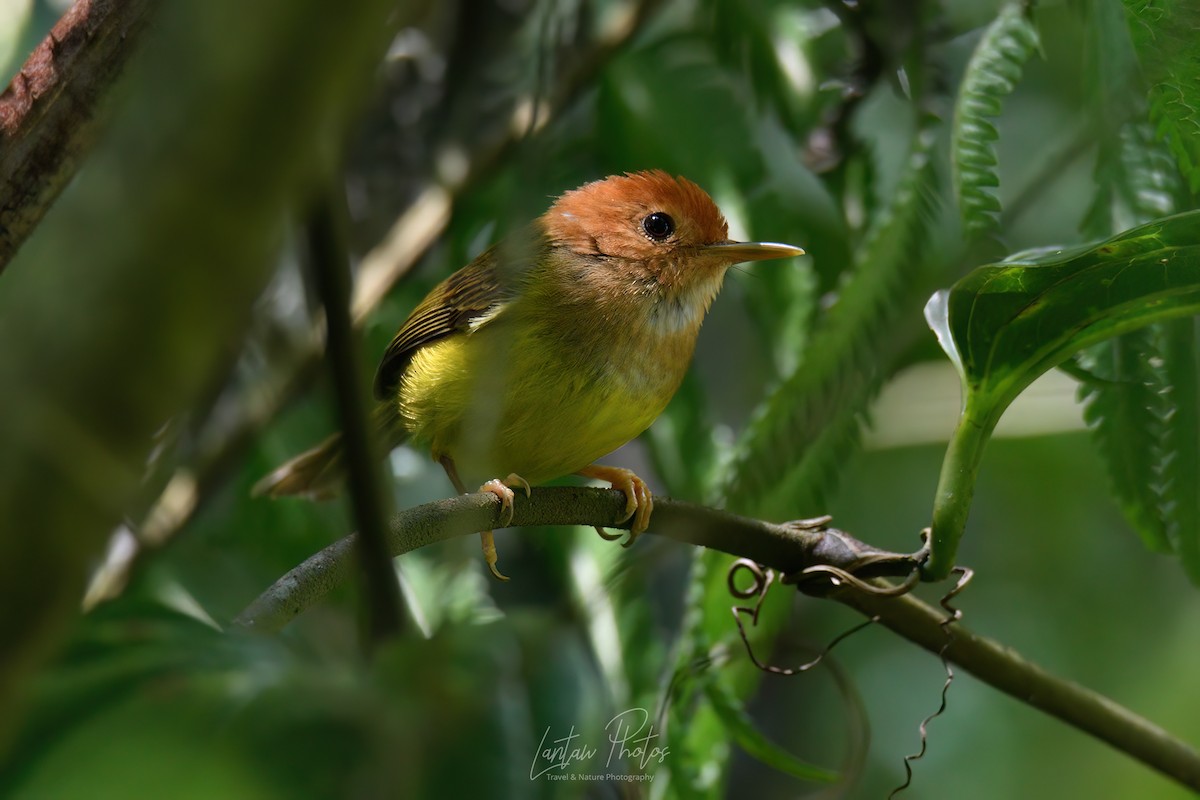 Rufous-headed Tailorbird - ML615662872