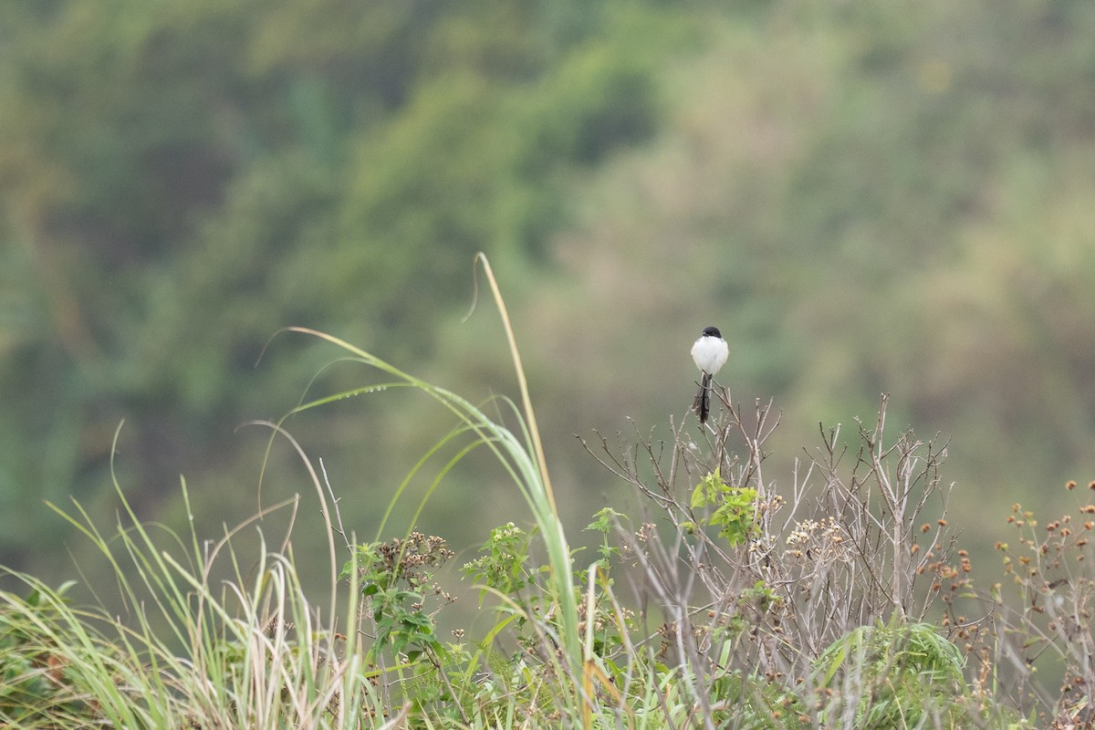 Long-tailed Shrike - ML615662882