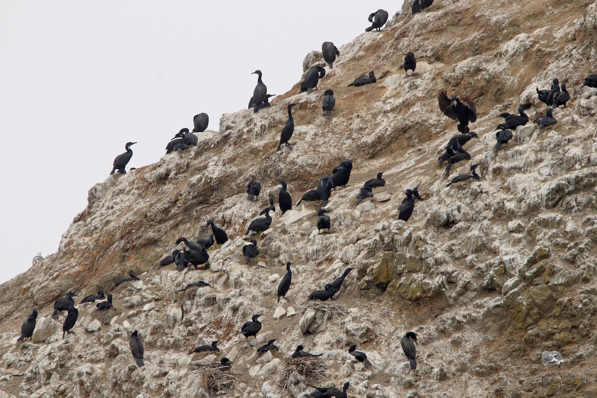 Brandt's Cormorant - ML615662886