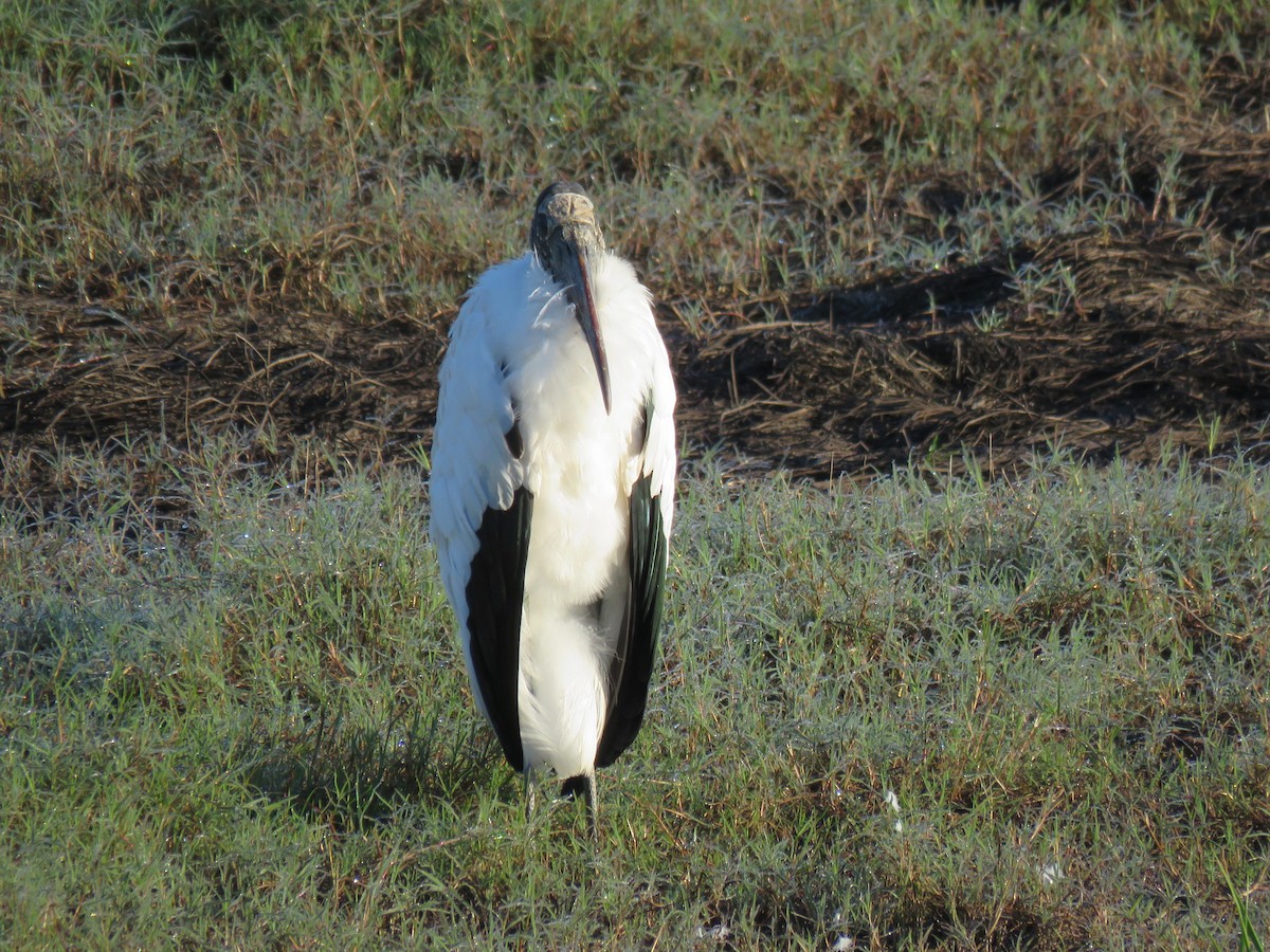 Wood Stork - ML615662904