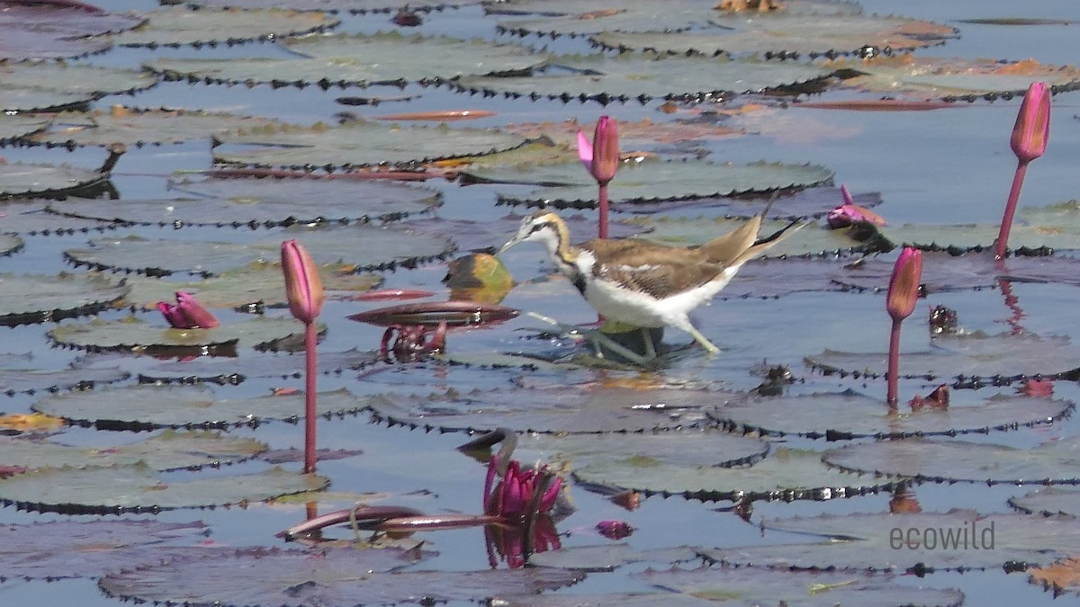 Pheasant-tailed Jacana - Mohan Raj K.