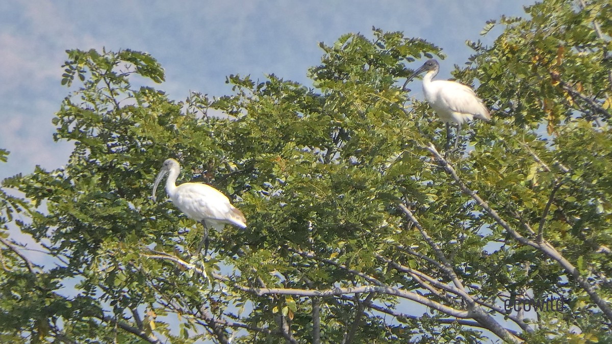 Ibis à tête noire - ML615662923