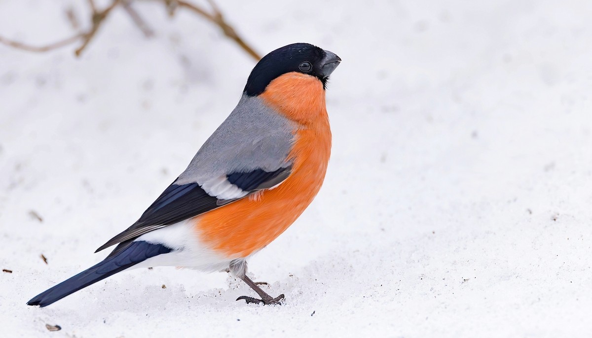 Eurasian Bullfinch (Eurasian) - ML615662927