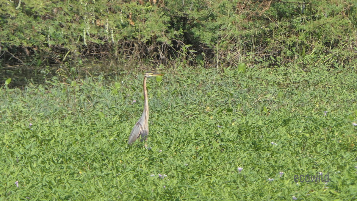 Purple Heron - Mohan Raj K.