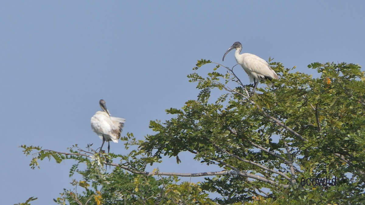 Ibis à tête noire - ML615662932