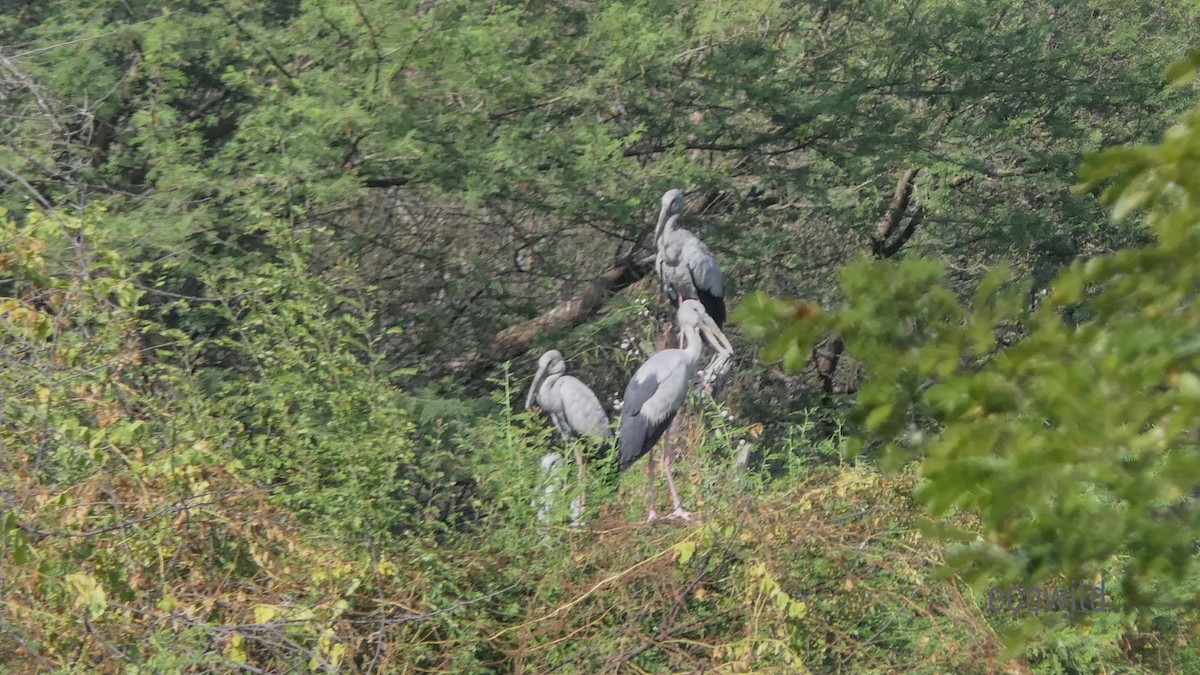 Asian Openbill - ML615662942