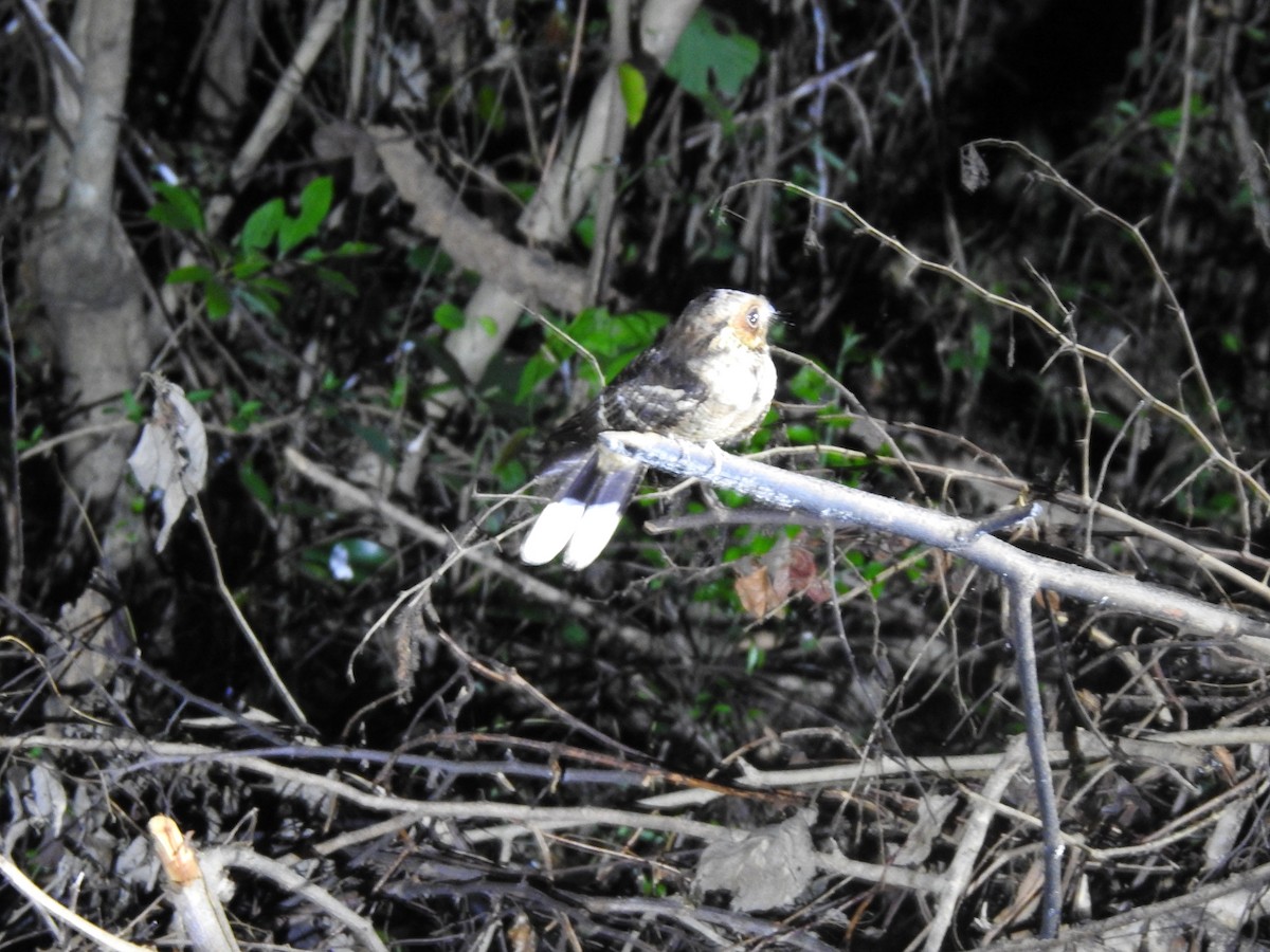 Jerdon's Nightjar - ML615662961