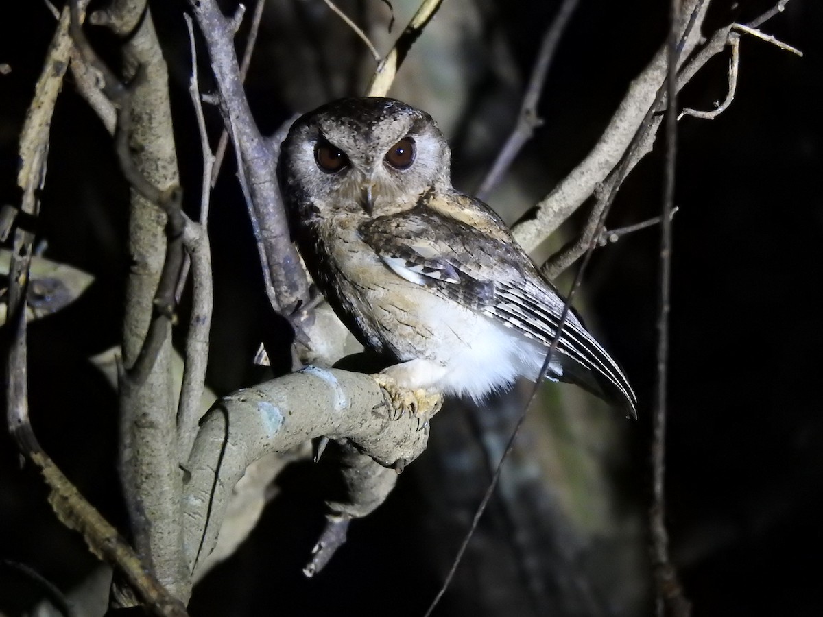 Indian Scops-Owl - ML615662962