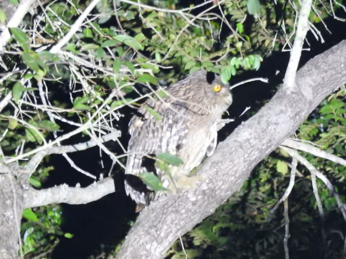 Brown Fish-Owl - ML615662966