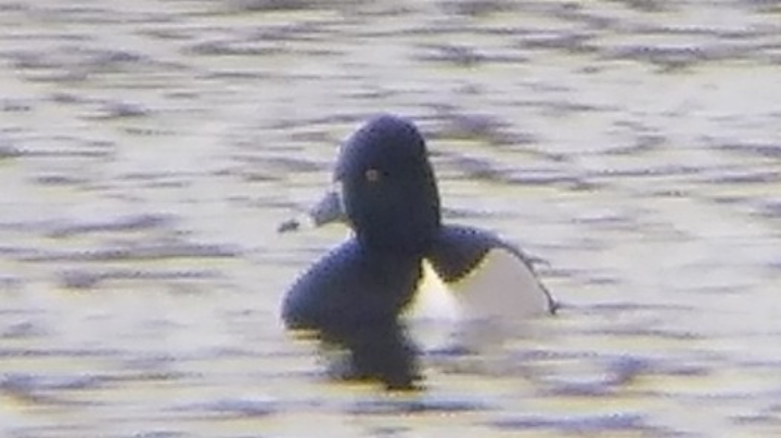 Ring-necked Duck - ML615663020