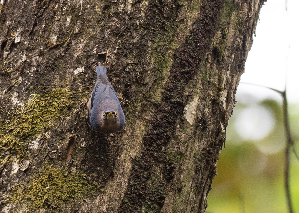 Sulphur-billed Nuthatch - ML615663097