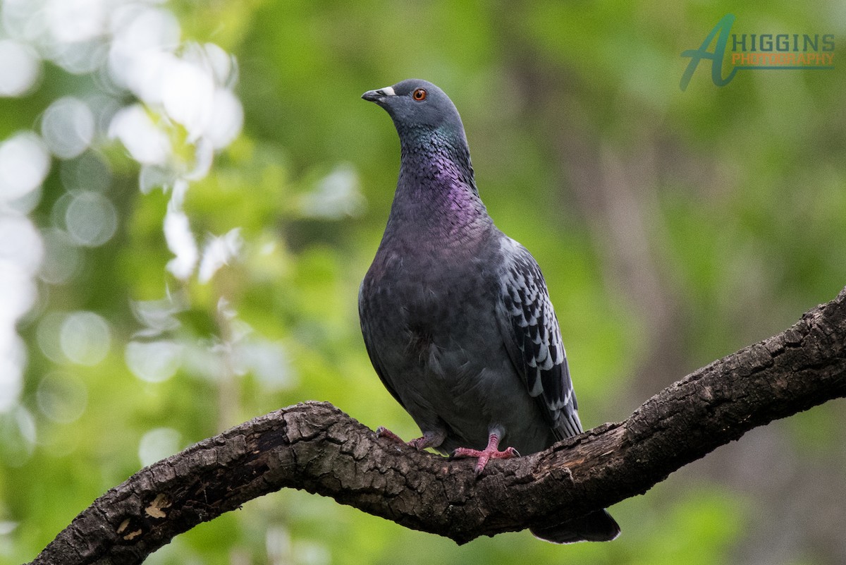 Rock Pigeon (Feral Pigeon) - ML61566311