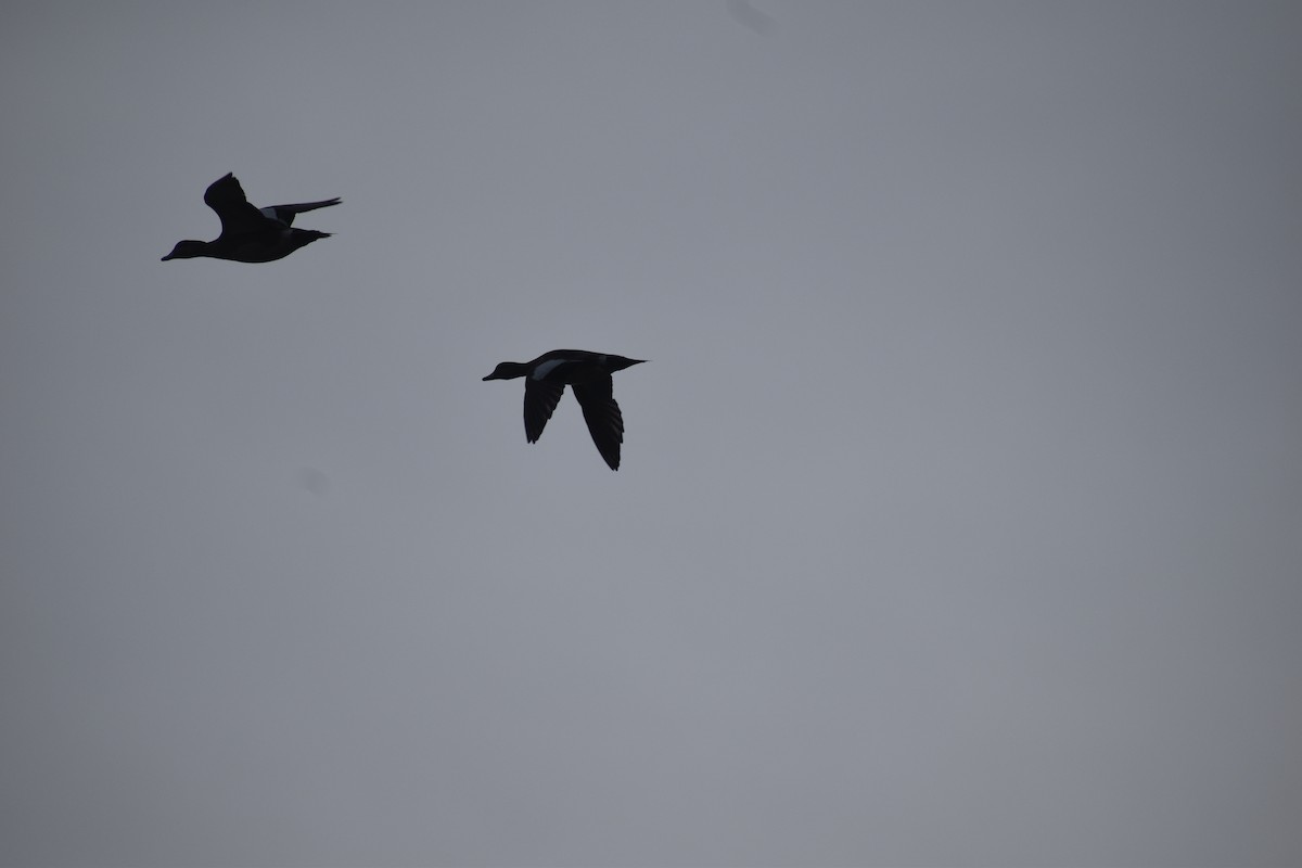 American Wigeon - ML615663228