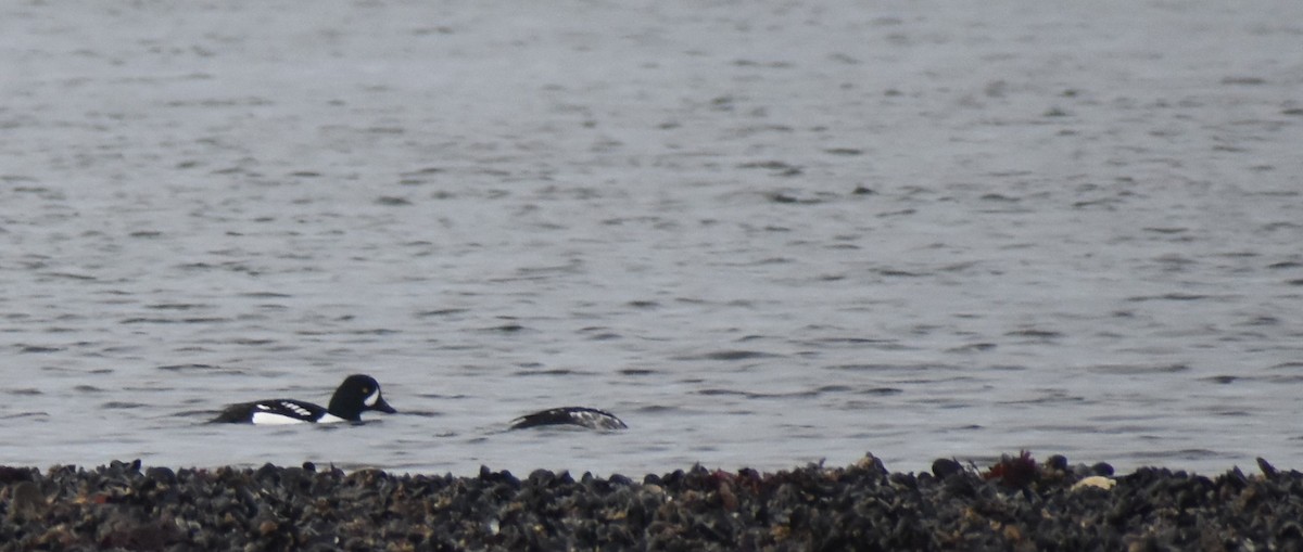 Barrow's Goldeneye - ML615663243