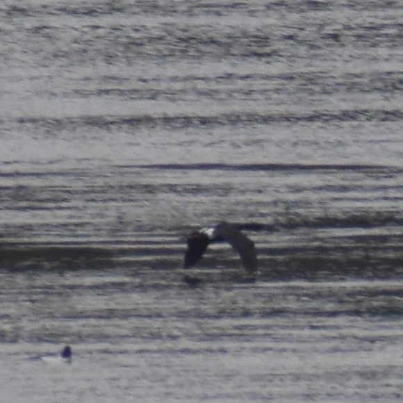 Pelagic Cormorant - ML615663263