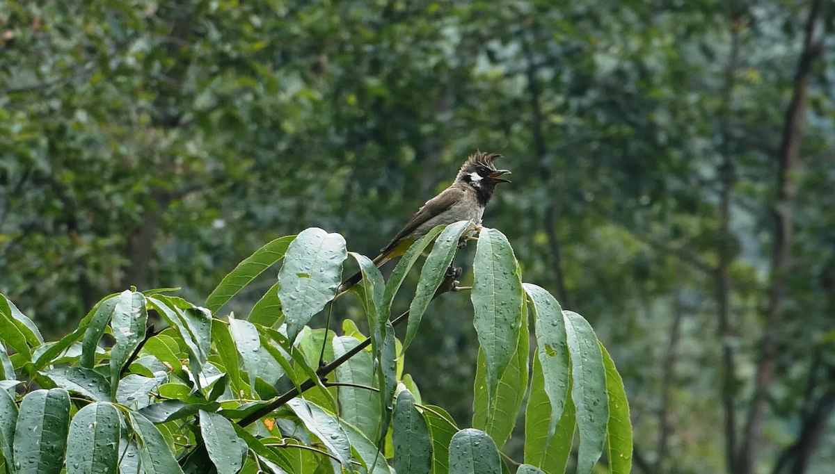 Bulbul à joues blanches - ML615663288