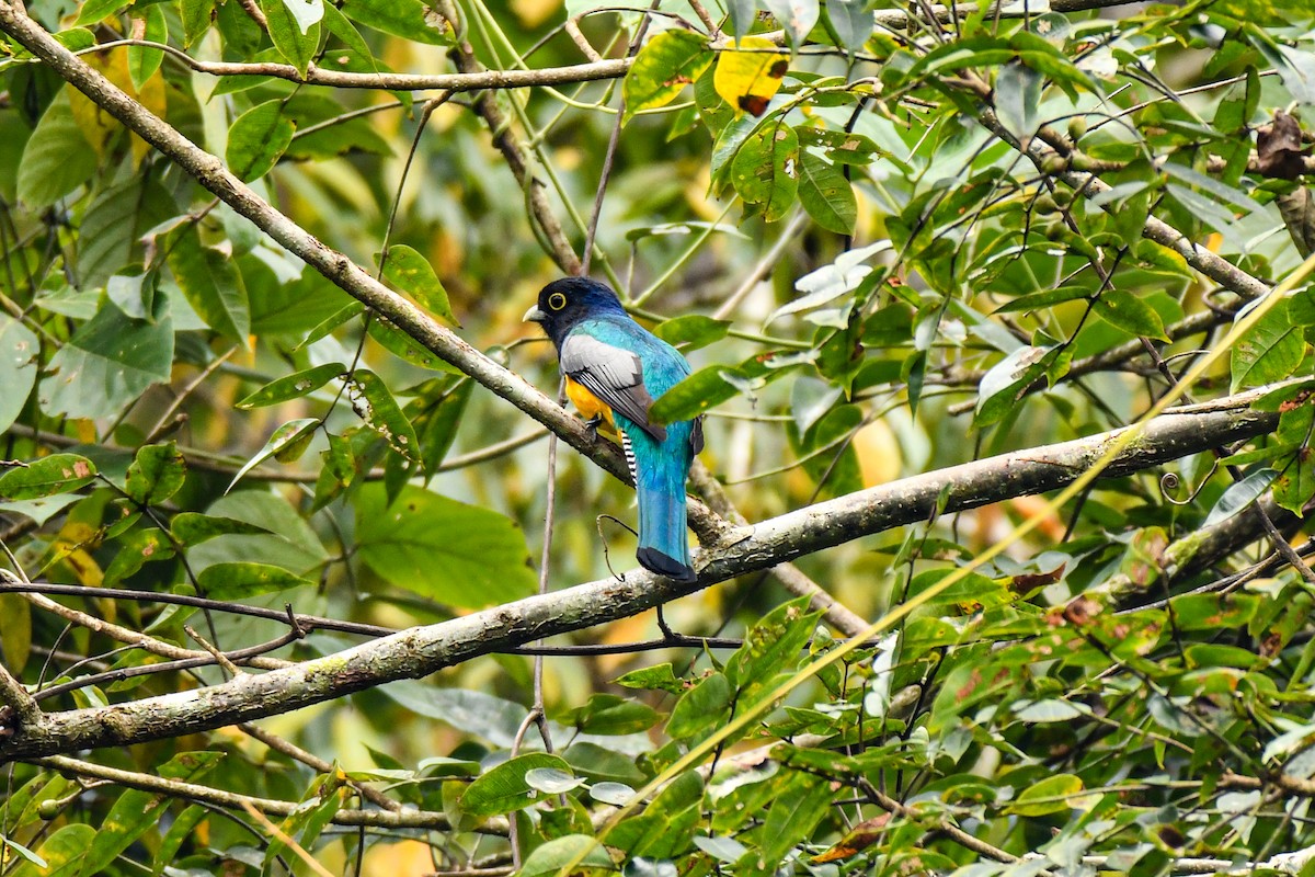 Gartered Violaceous Trogon - ML615663318