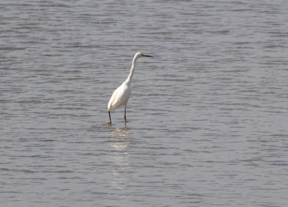 Little Egret - ML615663321