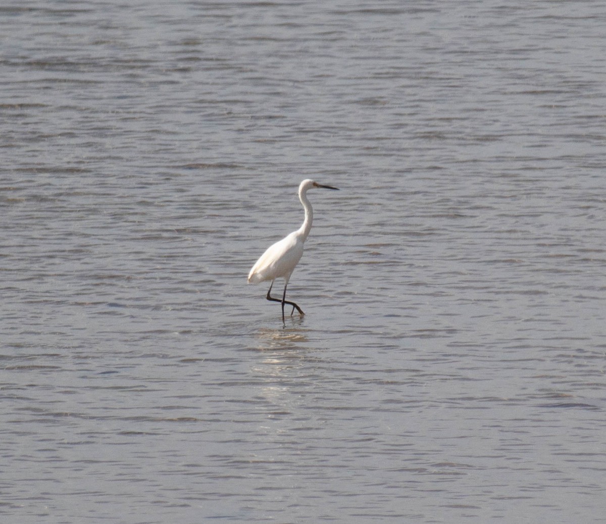 Little Egret - ML615663322