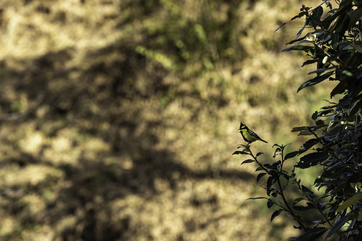 Mésange à joues jaunes - ML615663332