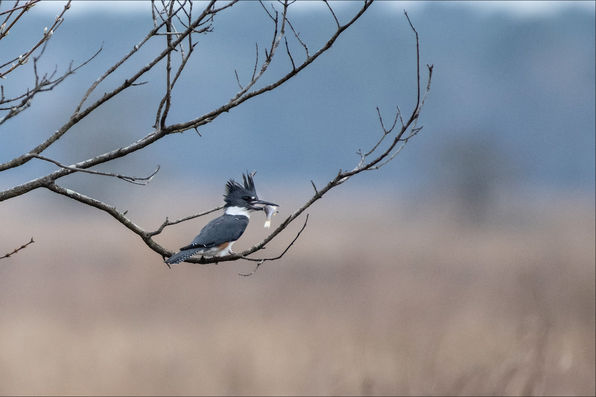 Belted Kingfisher - Lauren Davies