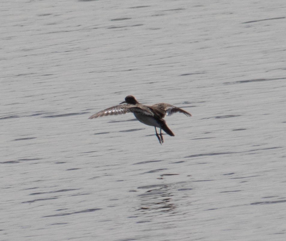 Common Sandpiper - Peter Crofts