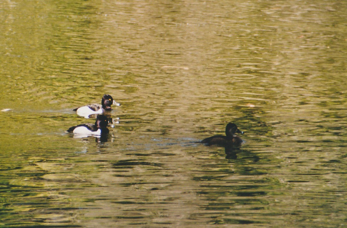 Ring-necked Duck - ML615663361