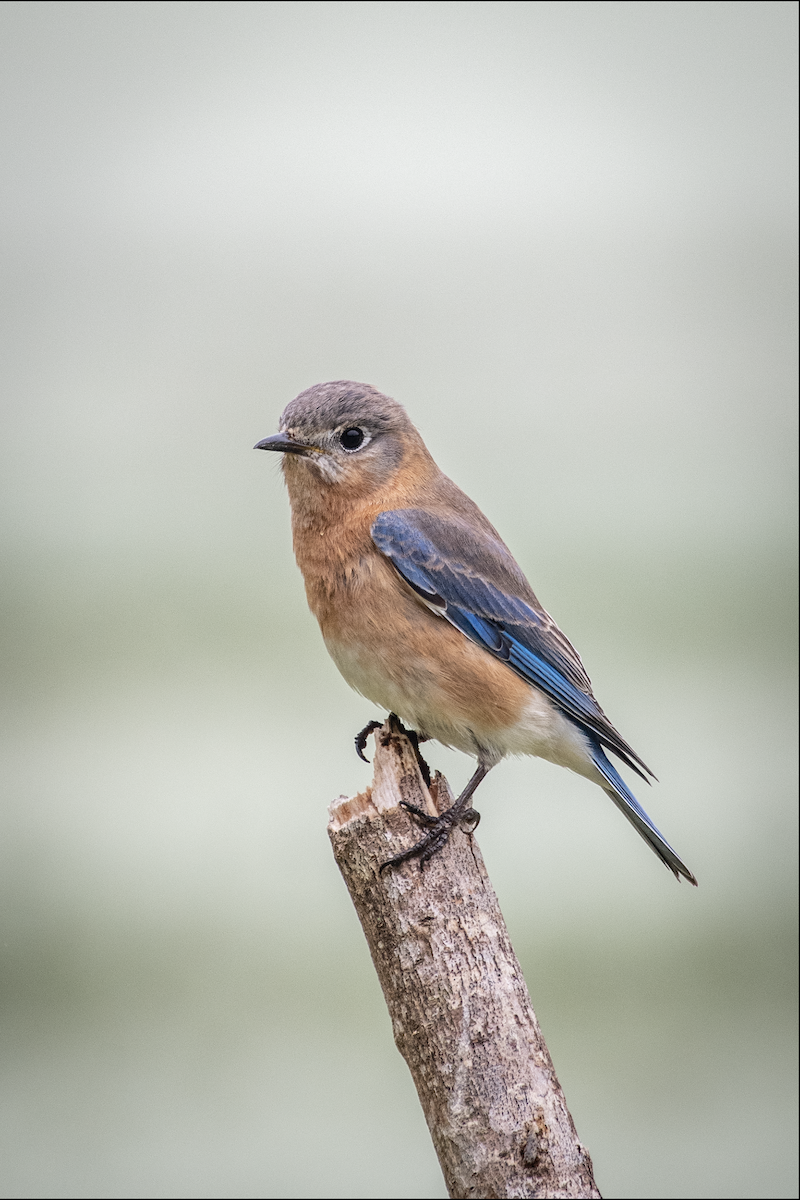 Eastern Bluebird - ML615663394