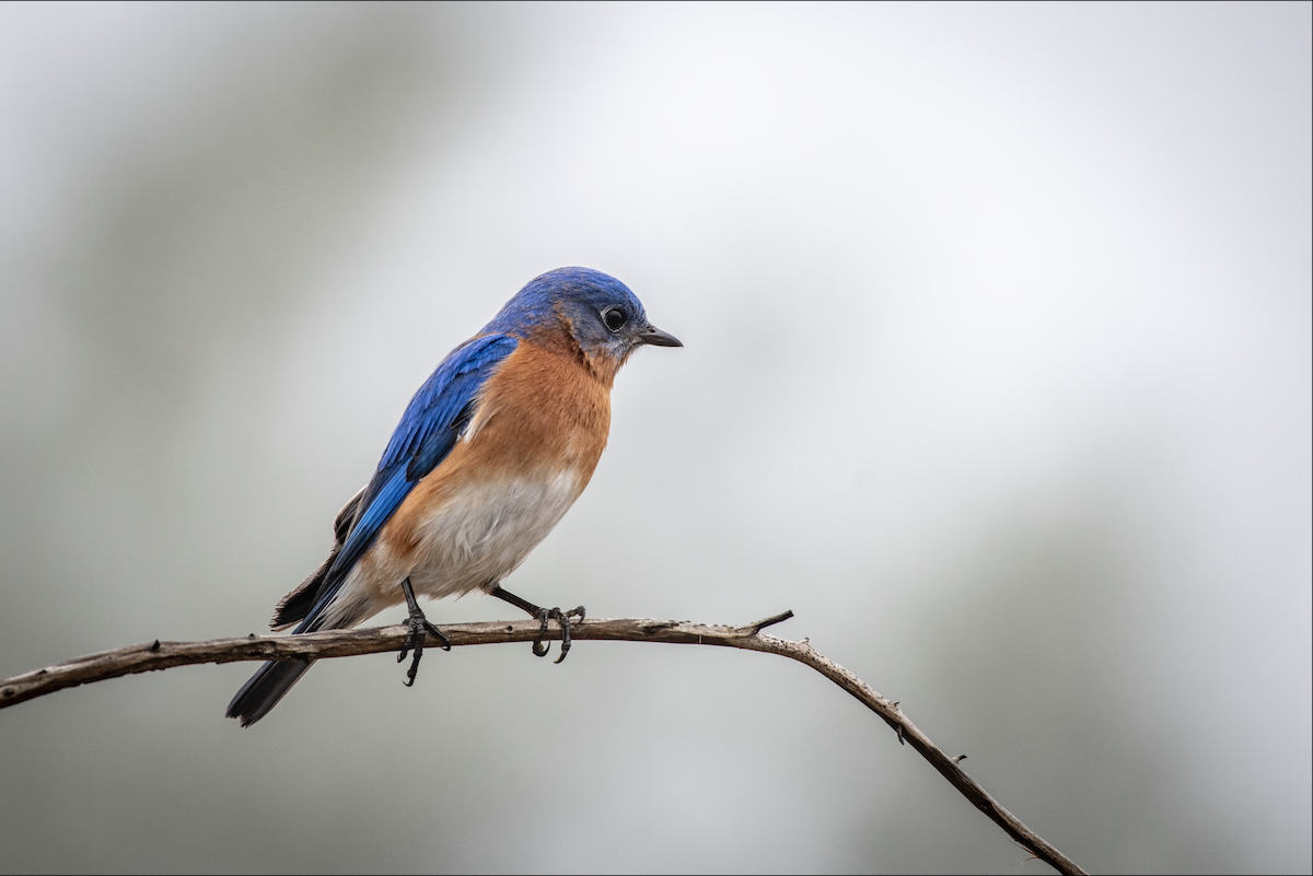 Eastern Bluebird - ML615663395