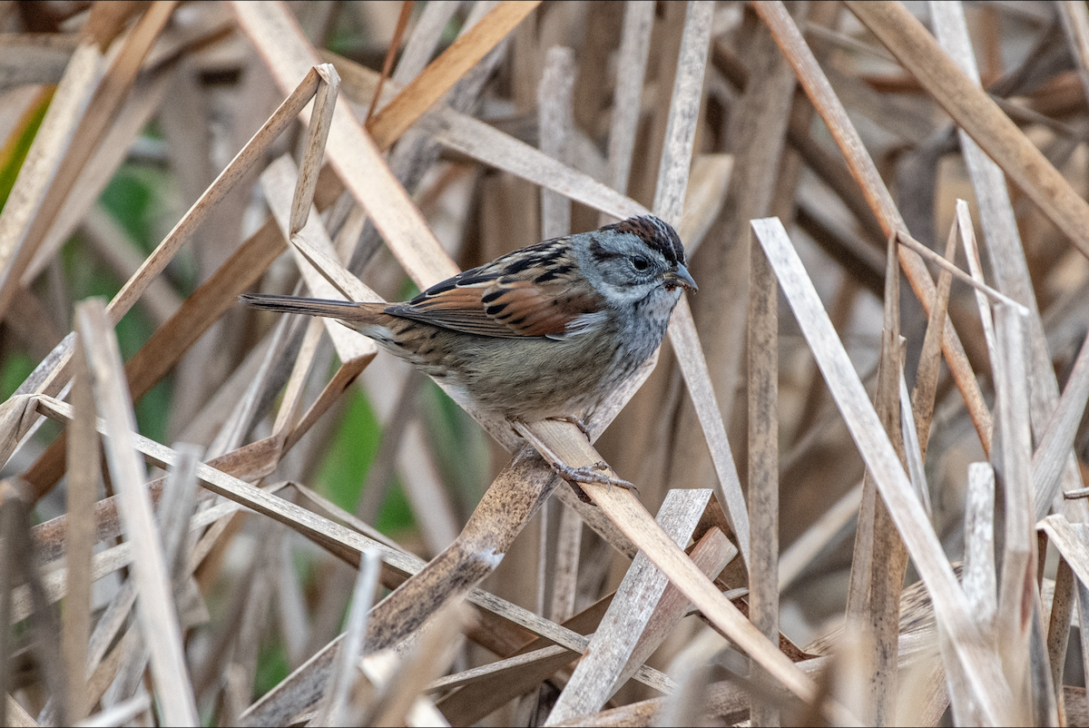 Swamp Sparrow - ML615663400