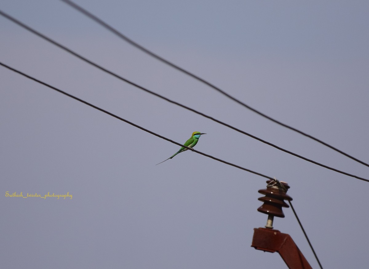 Asian Green Bee-eater - ML615663409