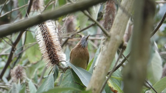 Mountain Bulbul - ML615663412