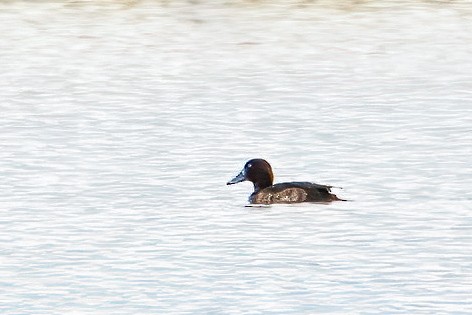 Greater Scaup - ML615663423