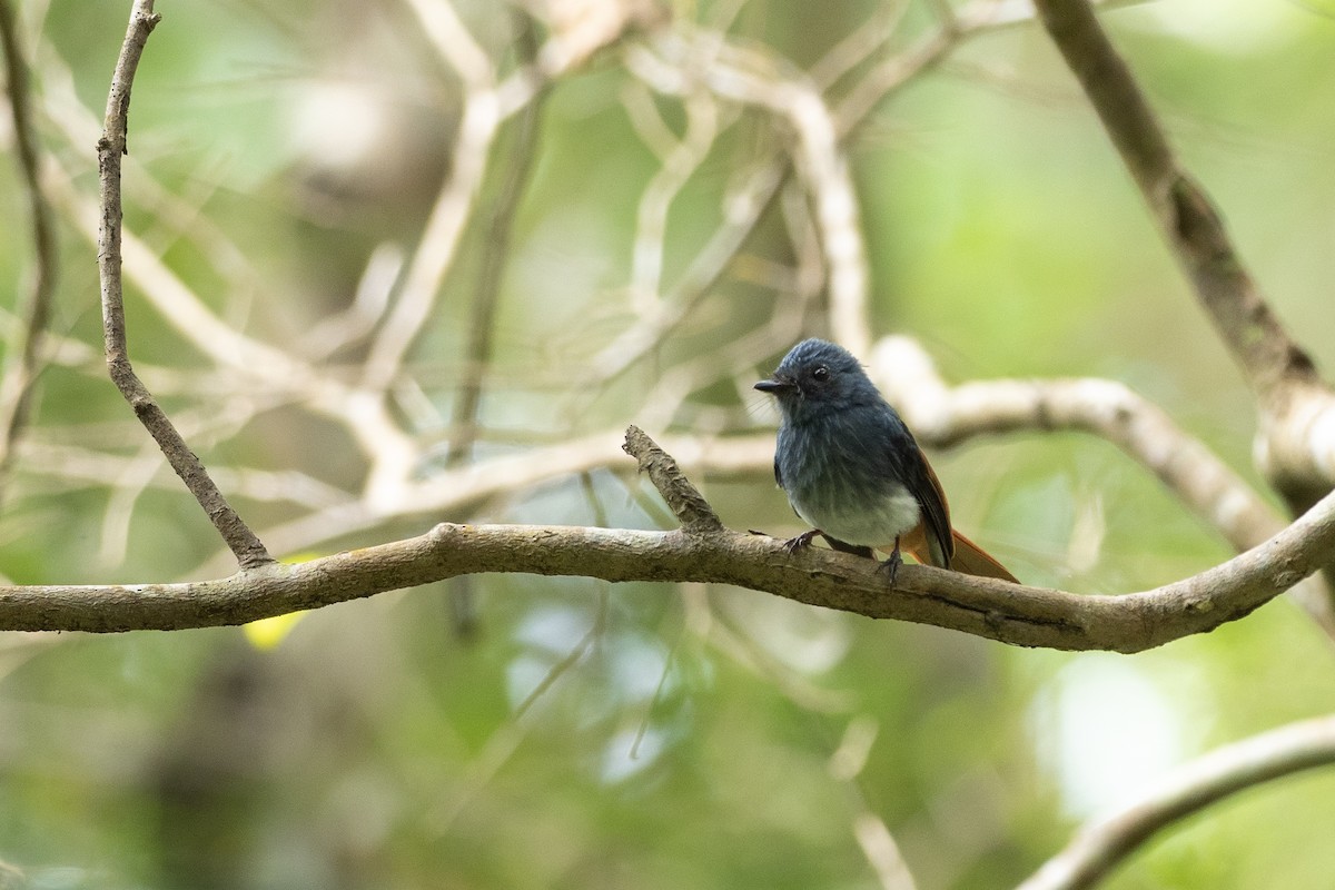 Visayan Fantail - Doug Whitman