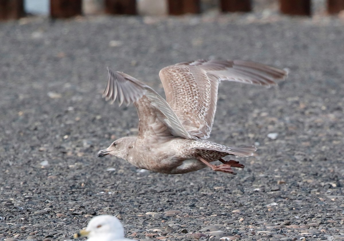 Glaucous-winged Gull - ML615663440