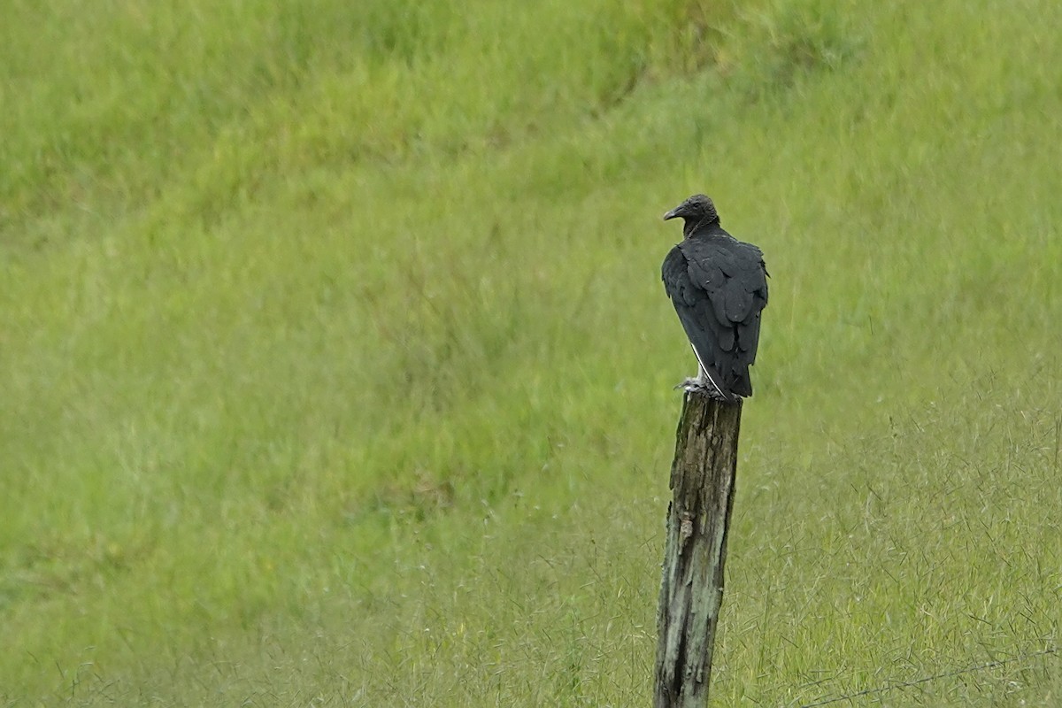 Black Vulture - Darlene Betat