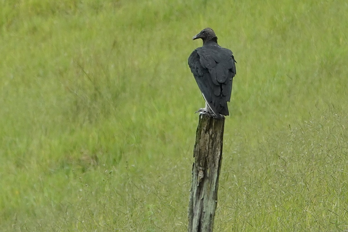 Black Vulture - ML615663462