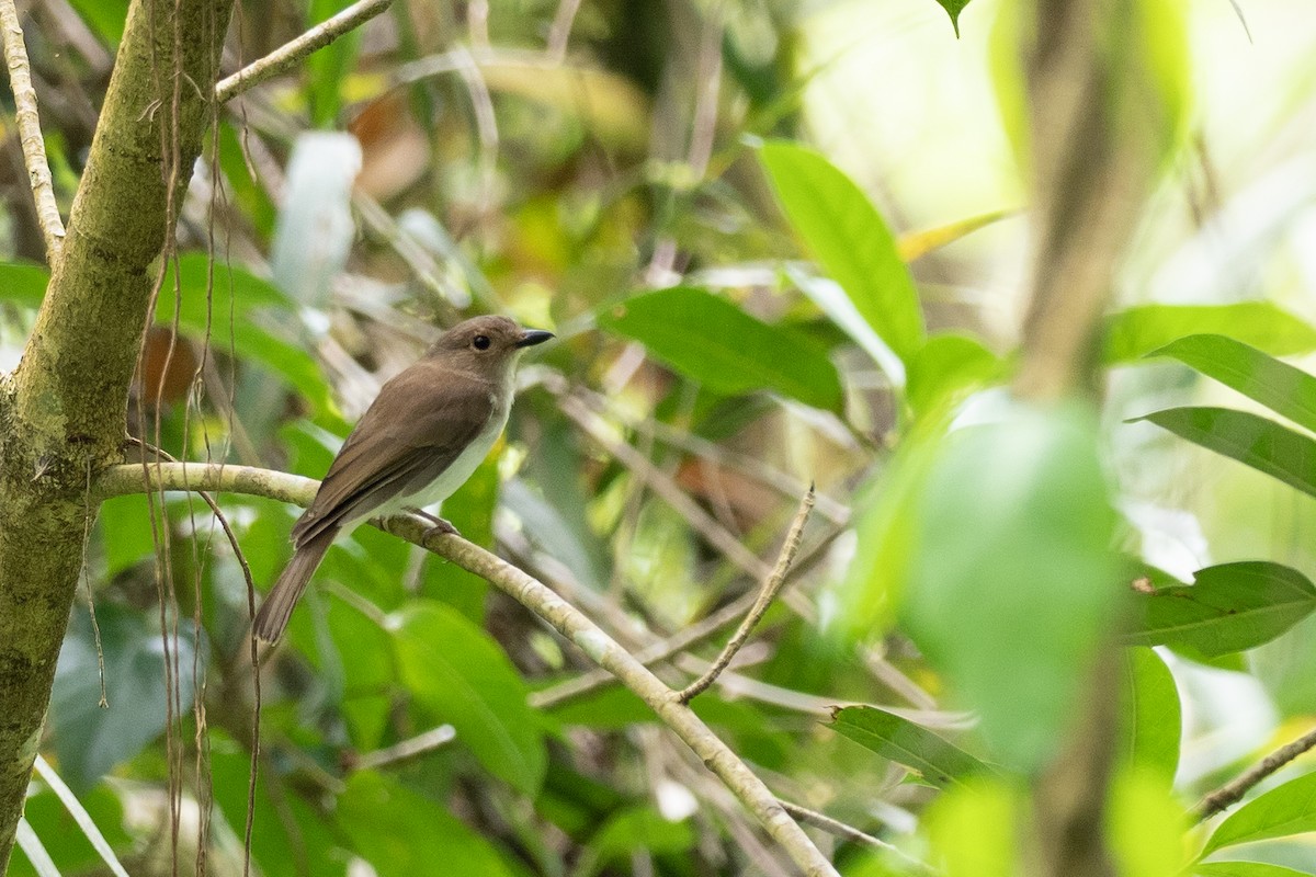 White-vented Whistler - ML615663478