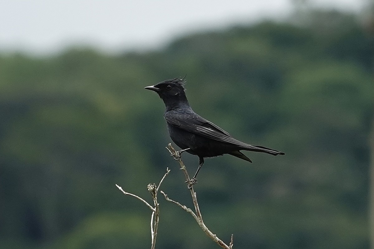 Crested Black-Tyrant - ML615663520