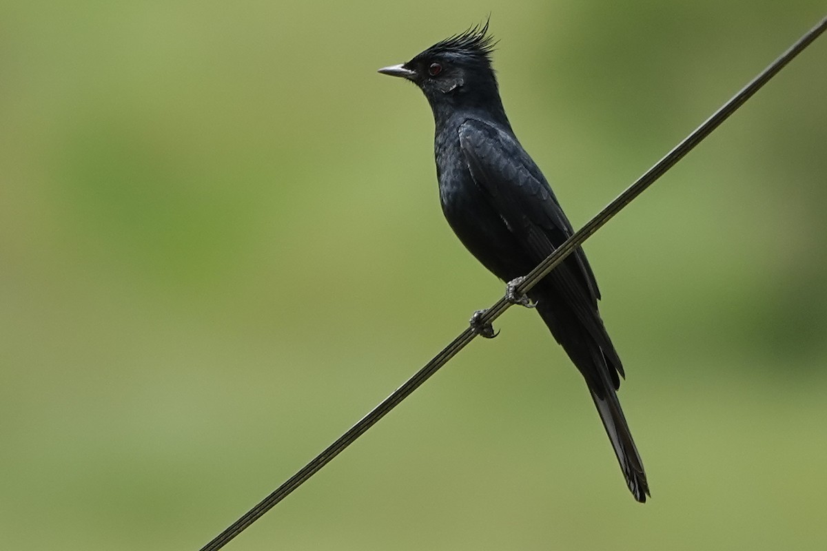 Crested Black-Tyrant - ML615663522