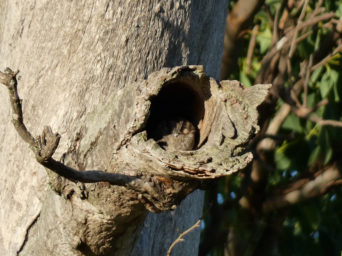 Australian Owlet-nightjar - ML615663544