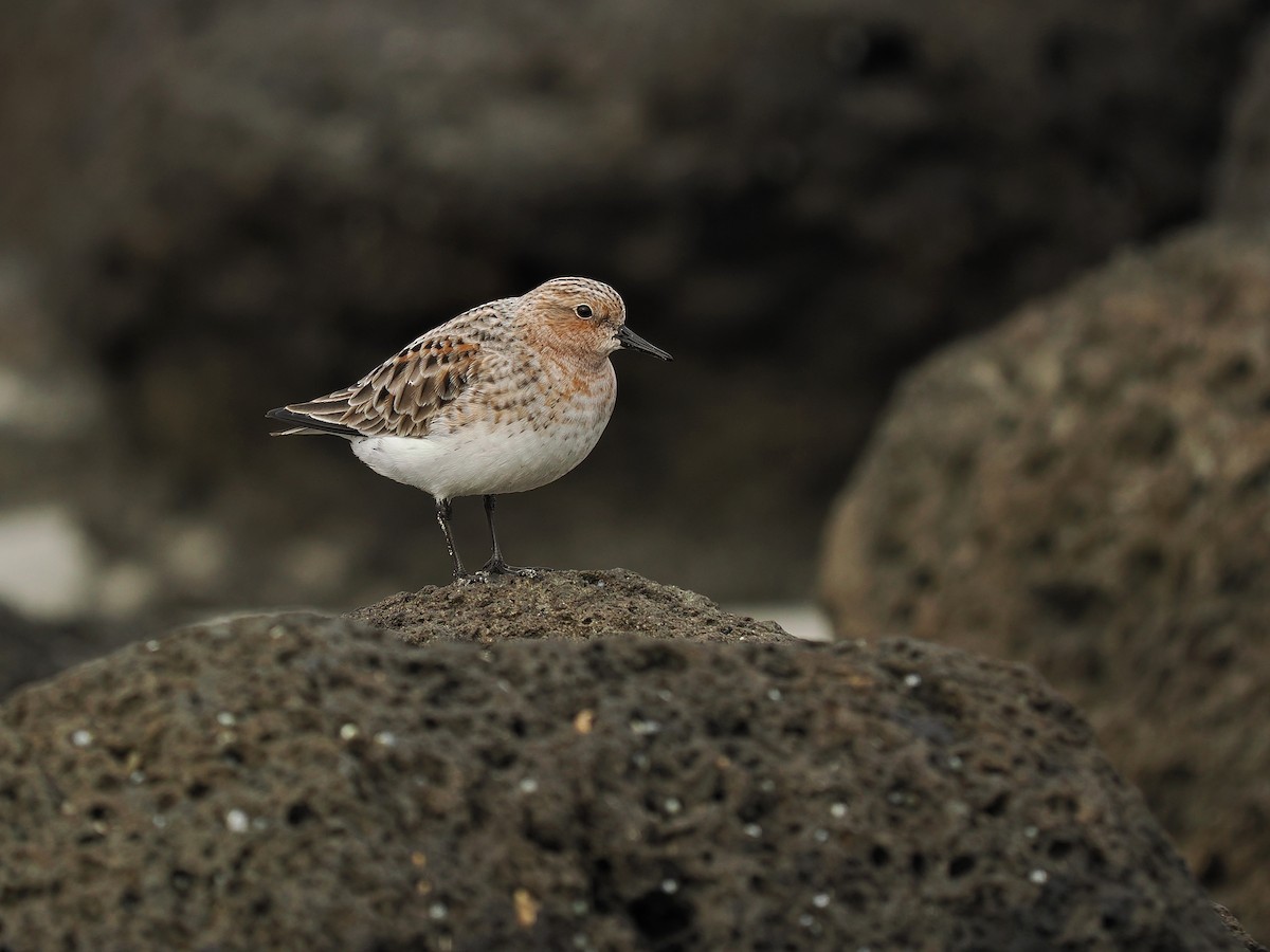 Red-necked Stint - Len and Chris Ezzy