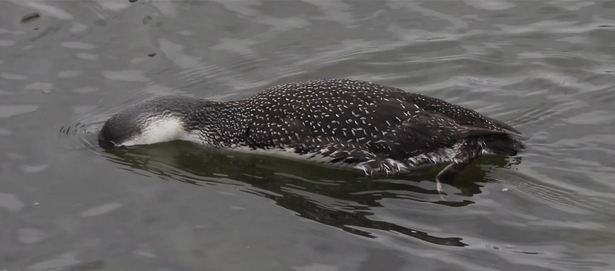 Red-throated Loon - ML615663565