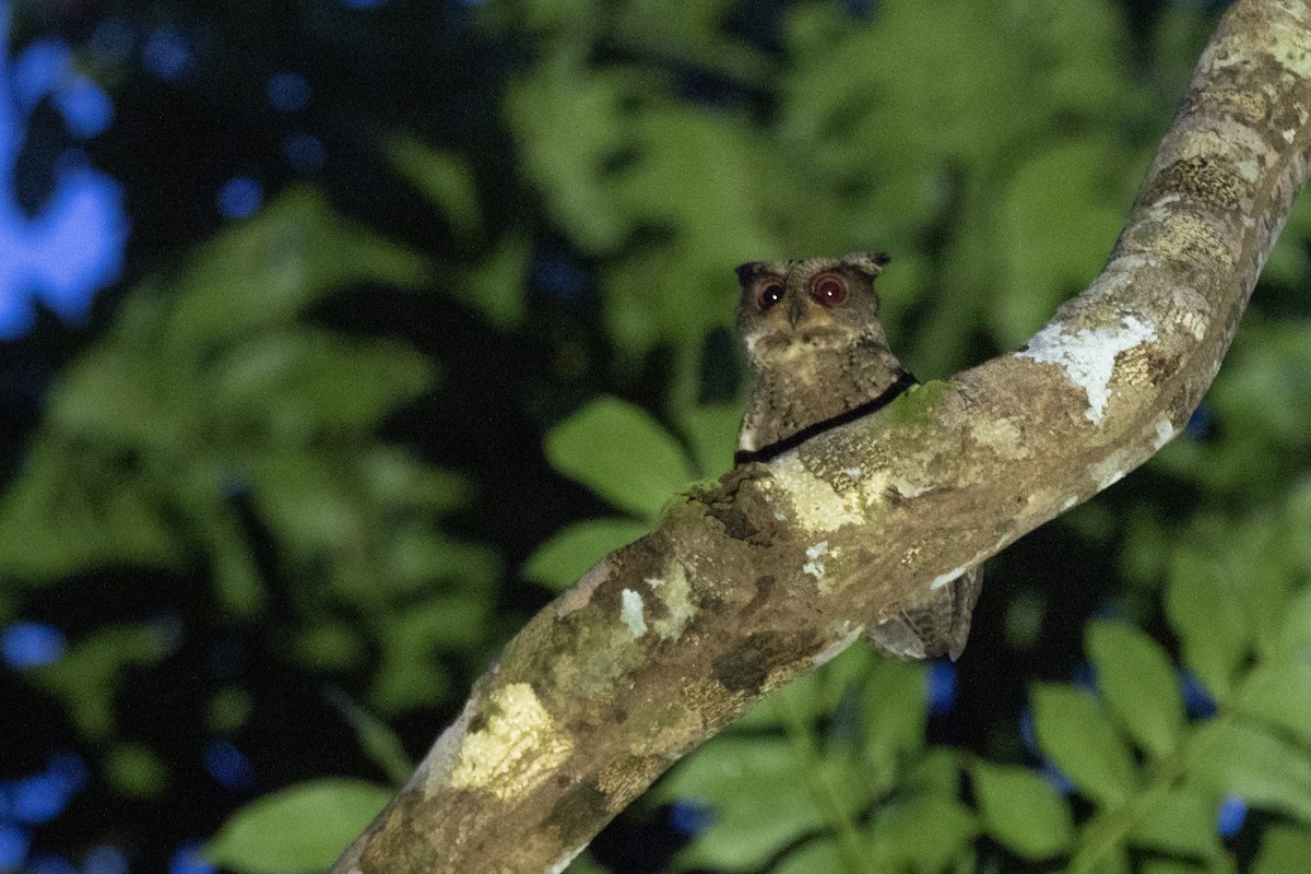 Everett's Scops-Owl - Doug Whitman