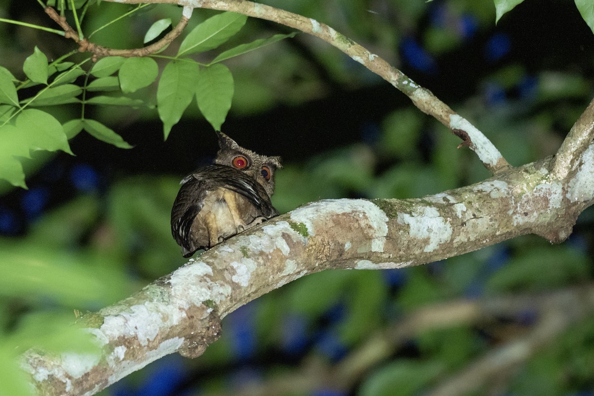 Everett's Scops-Owl - Doug Whitman