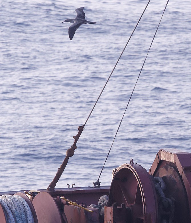 Red-footed Booby - www.aladdin .st