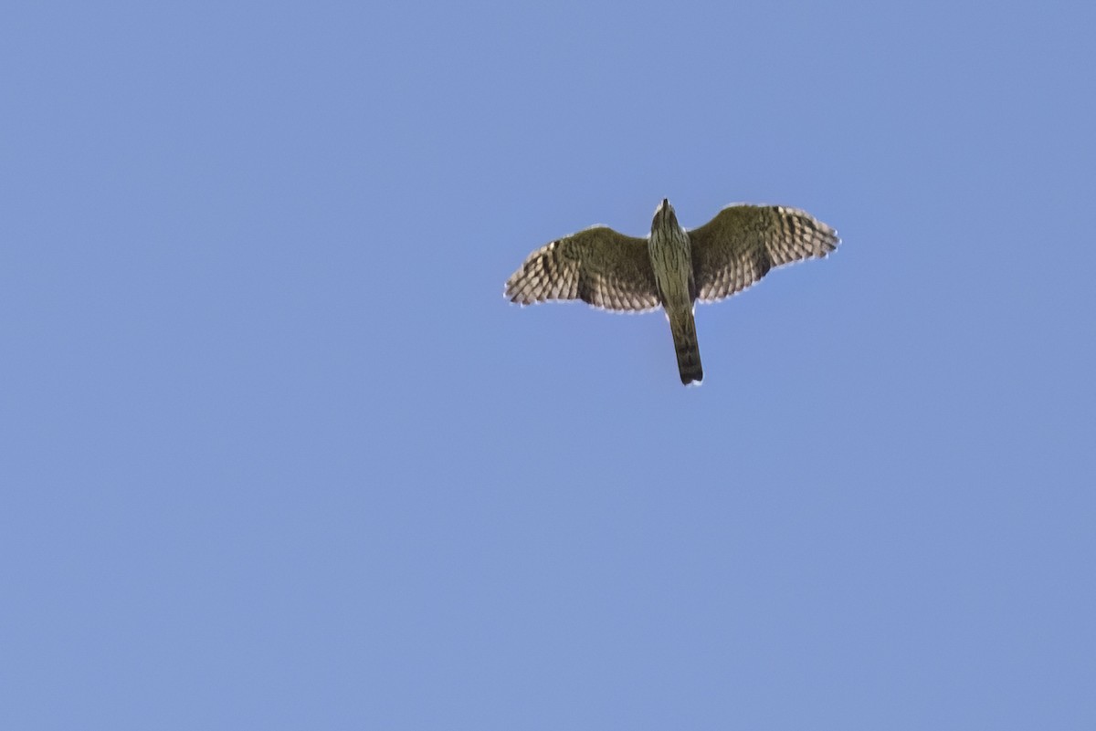 Rufous-thighed Kite - ML615663599