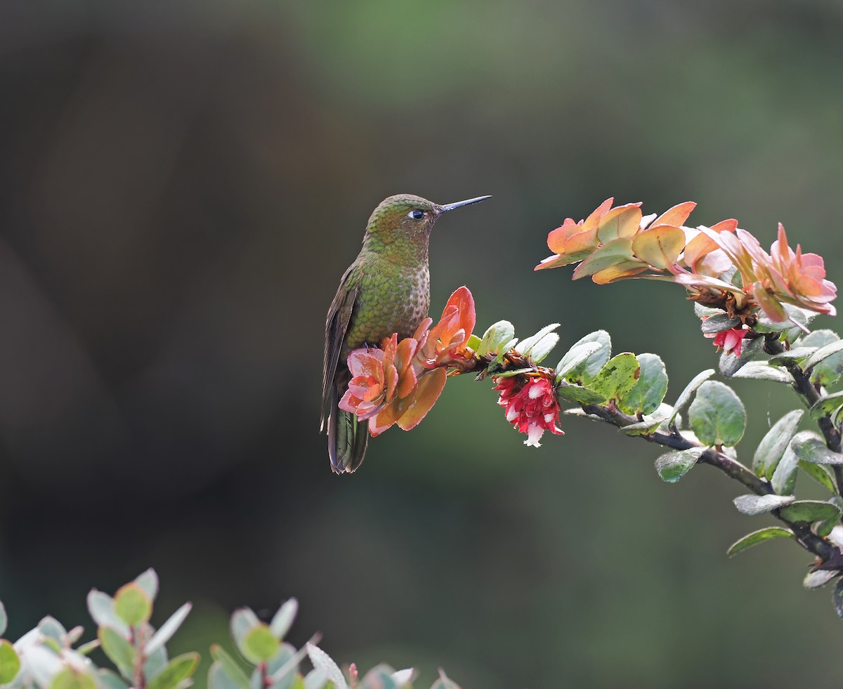 kolibřík rudohrdlý - ML615663615