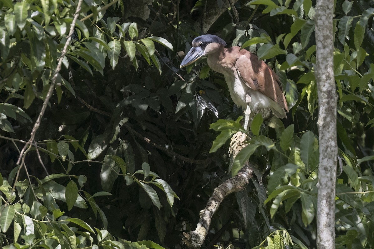 Boat-billed Heron - ML615663649